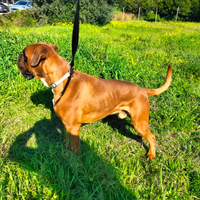 Boxer alta genealogia