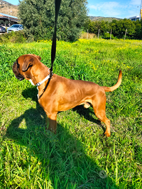 Boxer alta genealogia