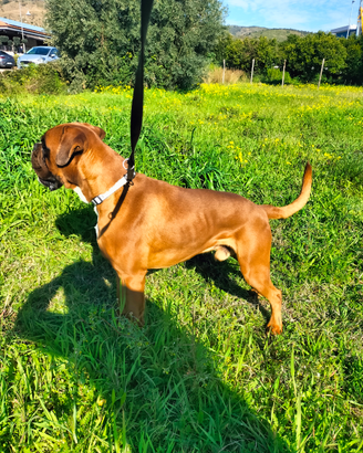 Boxer alta genealogia