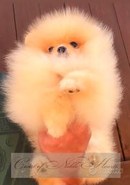 Pomerania