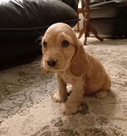 Cocker spaniel