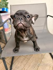 Splendida cucciola di bulldog francese tigrato
