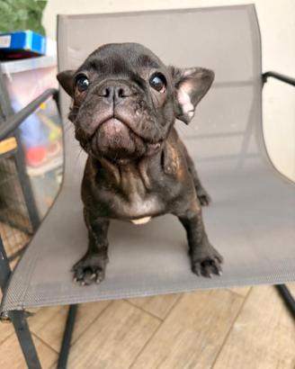 Splendida cucciola di bulldog francese tigrato