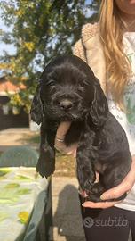 Cuccioli Cocker nero maschi