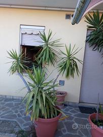 piante da giardino non ricordo il nome 