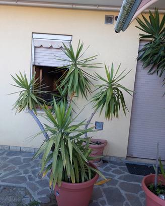 piante da giardino non ricordo il nome 