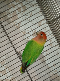 Inseparabile opalino maschio