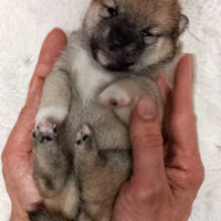 Cuccioli shiba inu pedigree Enci