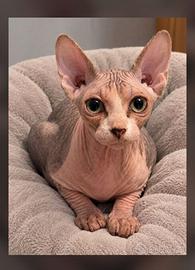 Sphynx cucciolo