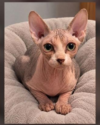 Sphynx cucciolo
