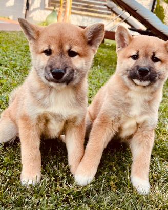 Shiba inu 2 mesi
