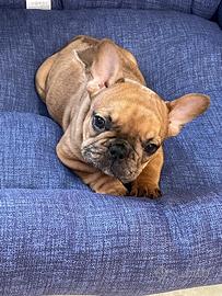 Bulldog francese