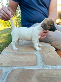Jack russell