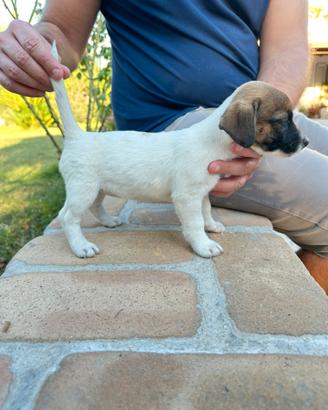 Jack russell