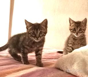 Gattini trigratini