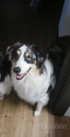 Cane disponibile per monta