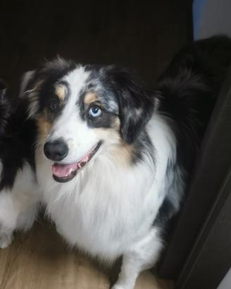 Cane disponibile per monta