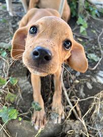 Cucciole di taglia piccola