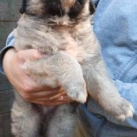 Cucciolo disponibile