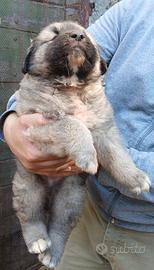 Cucciolo disponibile