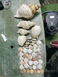 conchiglie da collezione 