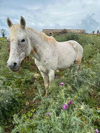 Cavallo intero