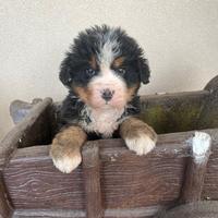 Cuccioli bovaro del bernese