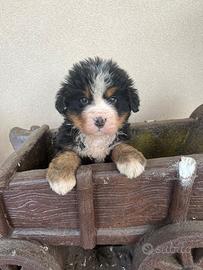 Cuccioli bovaro del bernese