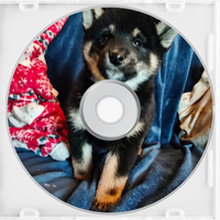 Shiba inu pedigree enci