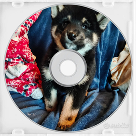 Shiba inu pedigree enci