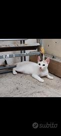 Gattina Bella