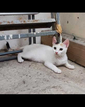Gattina Bella