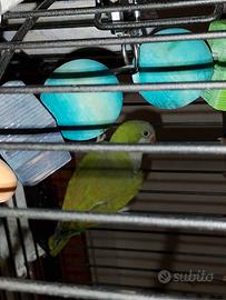 Pappagallo parrocchetto monaco