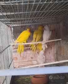 coppia