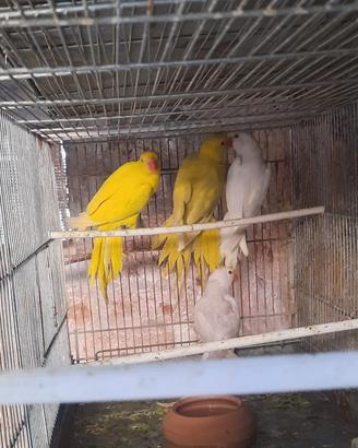 coppia