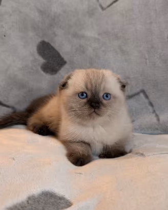 Scottish fold