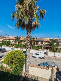 Washingtonia robusta