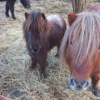 Pony incrocio shetland e appalosa