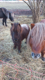 Pony incrocio shetland e appalosa
