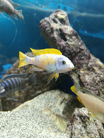 Malawi mbuna ciclidi