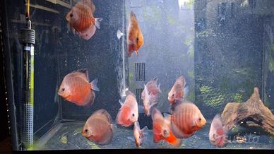 Discus