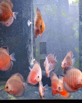 Discus