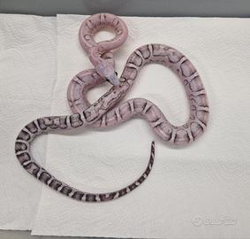 Scaleless Anery 100%het Palmetto
