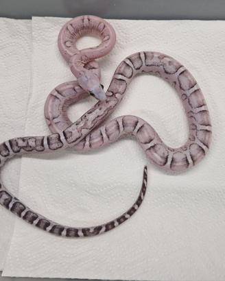 Serpente del grano