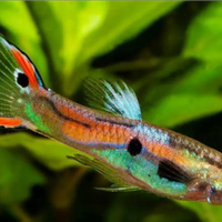 Endler, Poecilia Endler, guppy pesci acquario