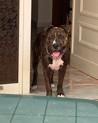 Monta Amstaff