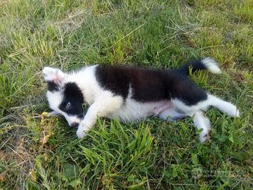 Maschi di border collie