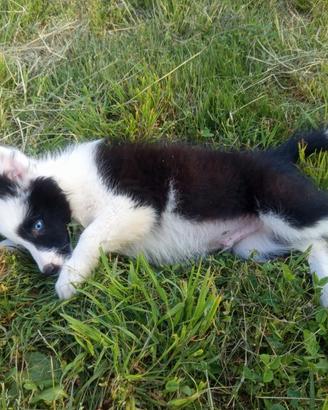 Maschi di border collie