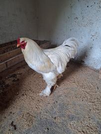 Gallo brahma