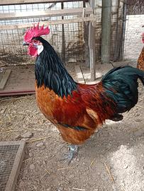 Coppia galline vorwerk